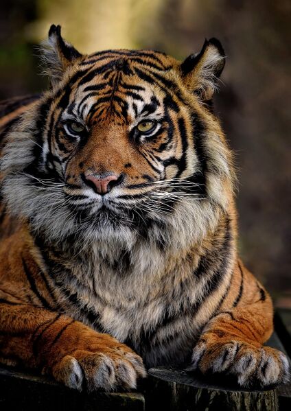 File:Tiger.jpg