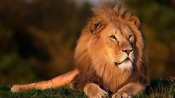 Lion.jpg