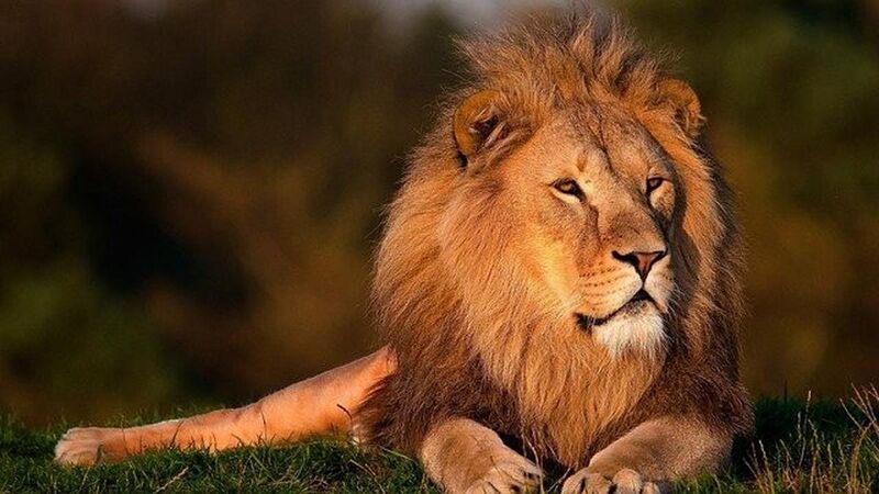 File:Lion.jpg